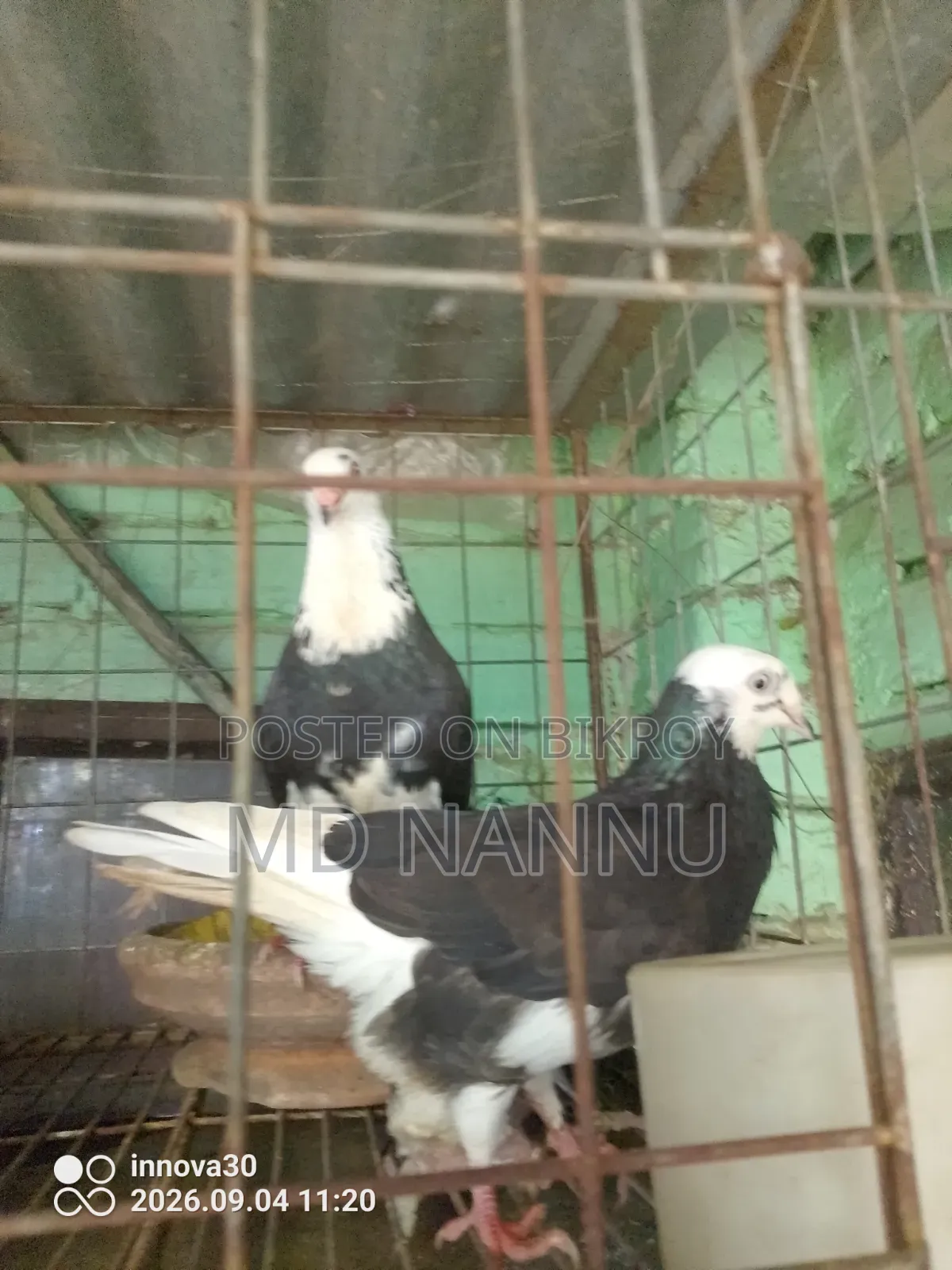 খাঁচা সহ কবুতর বিক্রি হবে