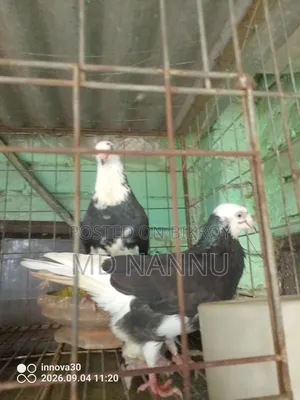 খাঁচা সহ কবুতর বিক্রি হবে