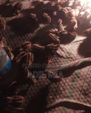 কোয়েল পাখির বাচ্চা বিক্রি করা হবে