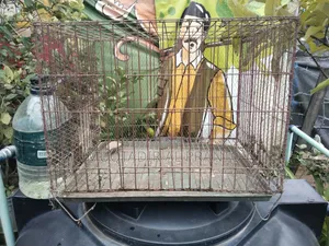 কবুতর, মুরগি,বা পাখির Singel খাচা