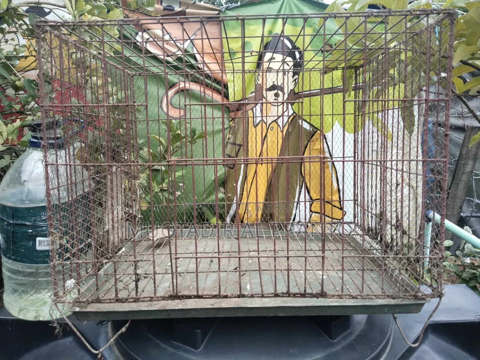কবুতর, মুরগি,বা পাখির Singel খাচা