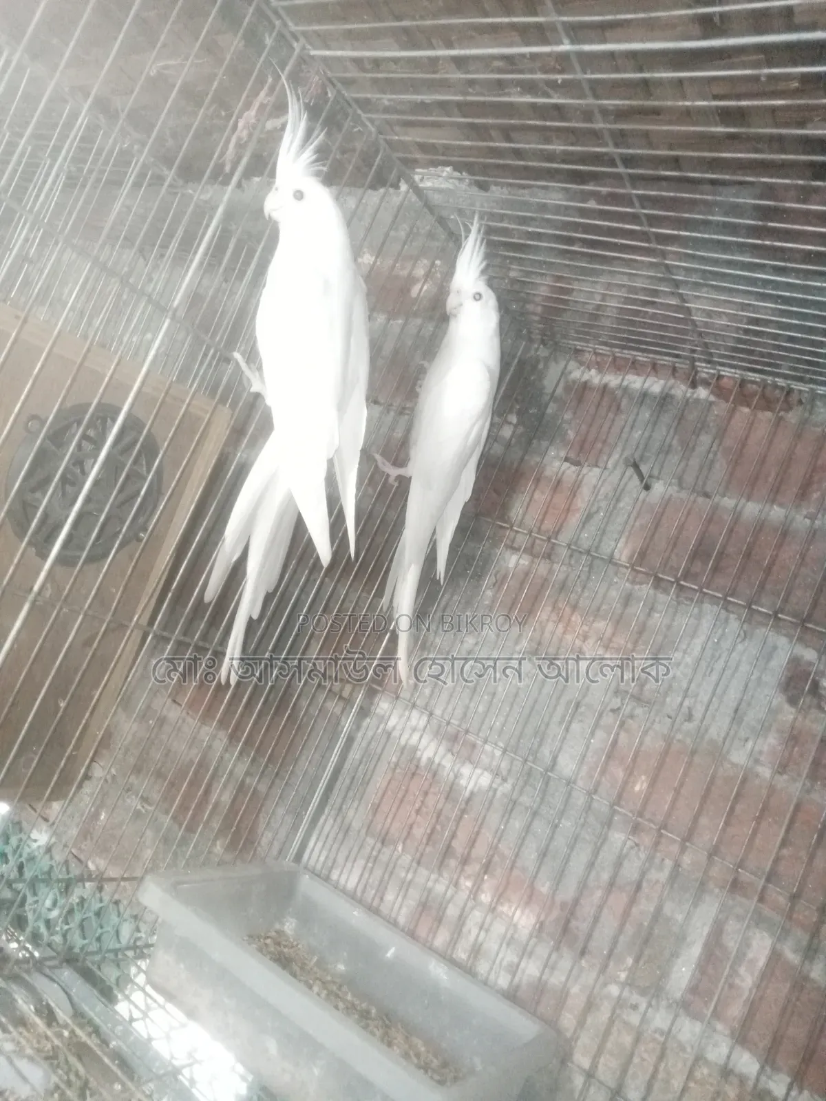 ককাটেল রানিং সেল হবে।