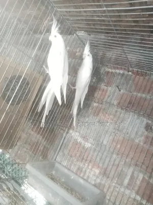 ককাটেল রানিং সেল হবে।
