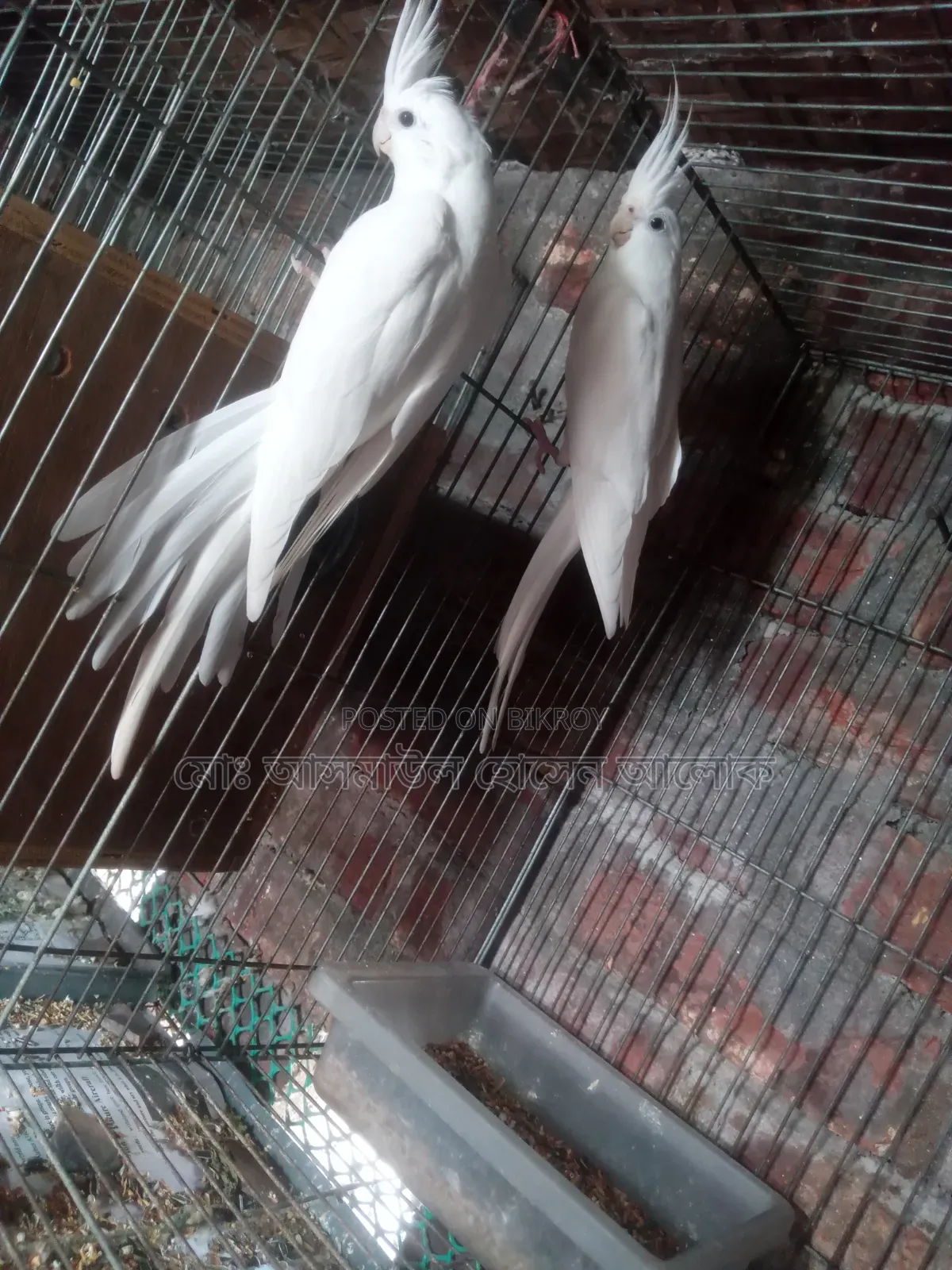 ককাটেল রানিং সেল হবে।