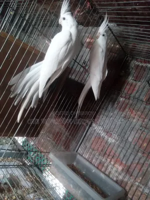 ককাটেল রানিং সেল হবে।