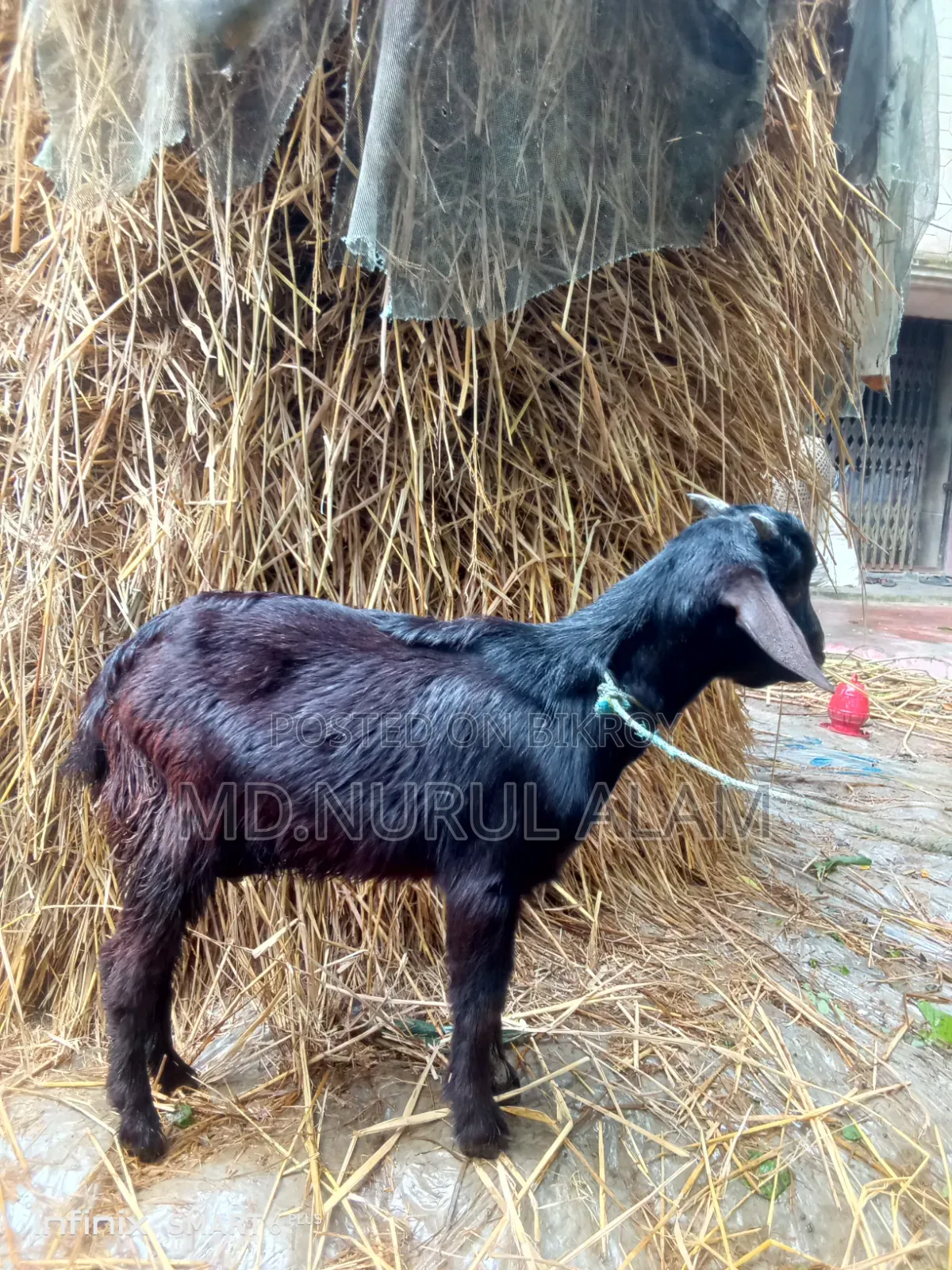 দেশি কালো পাঠা ছাগল বিক্রি করা হবে