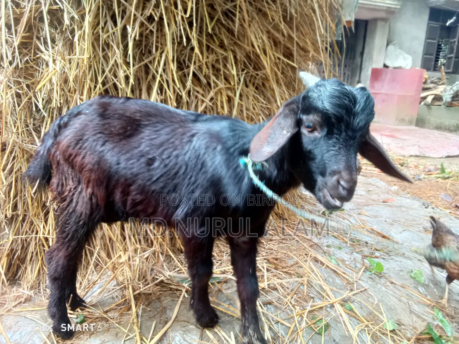 দেশি কালো পাঠা ছাগল বিক্রি করা হবে