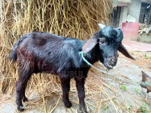 দেশি কালো পাঠা ছাগল বিক্রি করা হবে