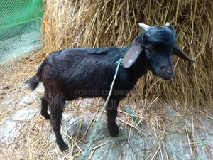 দেশি কালো পাঠা ছাগল বিক্রি করা হবে