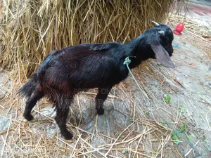 দেশি কালো পাঠা ছাগল বিক্রি করা হবে