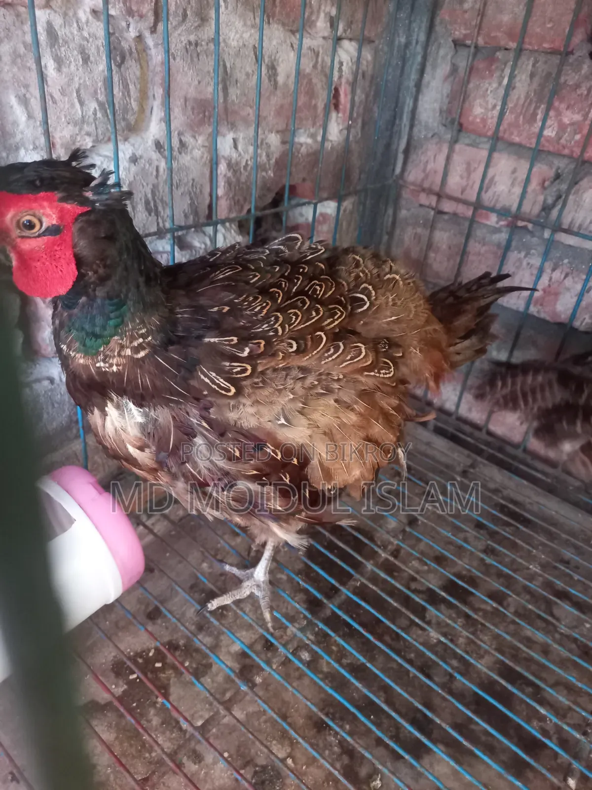 গ্রিন ফ্রিজেন্ট এর বাচ্চা