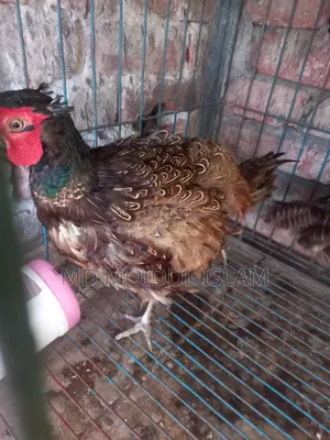 গ্রিন ফ্রিজেন্ট এর বাচ্চা
