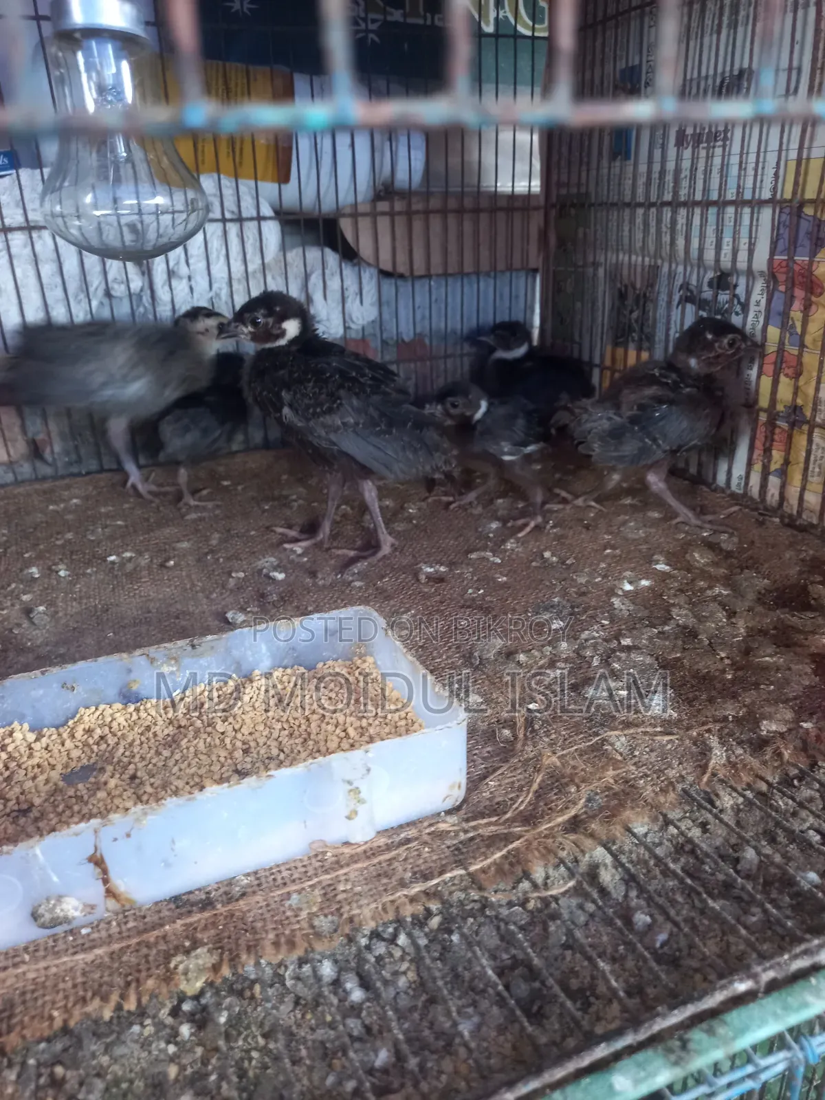 গ্রিন ফ্রিজেন্ট এর বাচ্চা