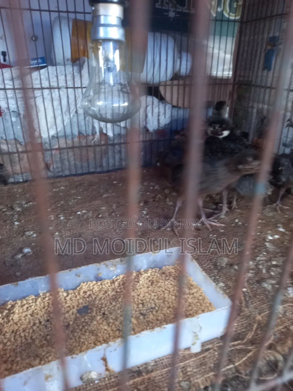 গ্রিন ফ্রিজেন্ট এর বাচ্চা
