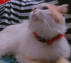6-12 months Male Purebred Persian