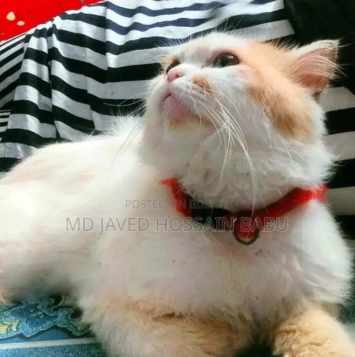 6-12 months Male Purebred Persian