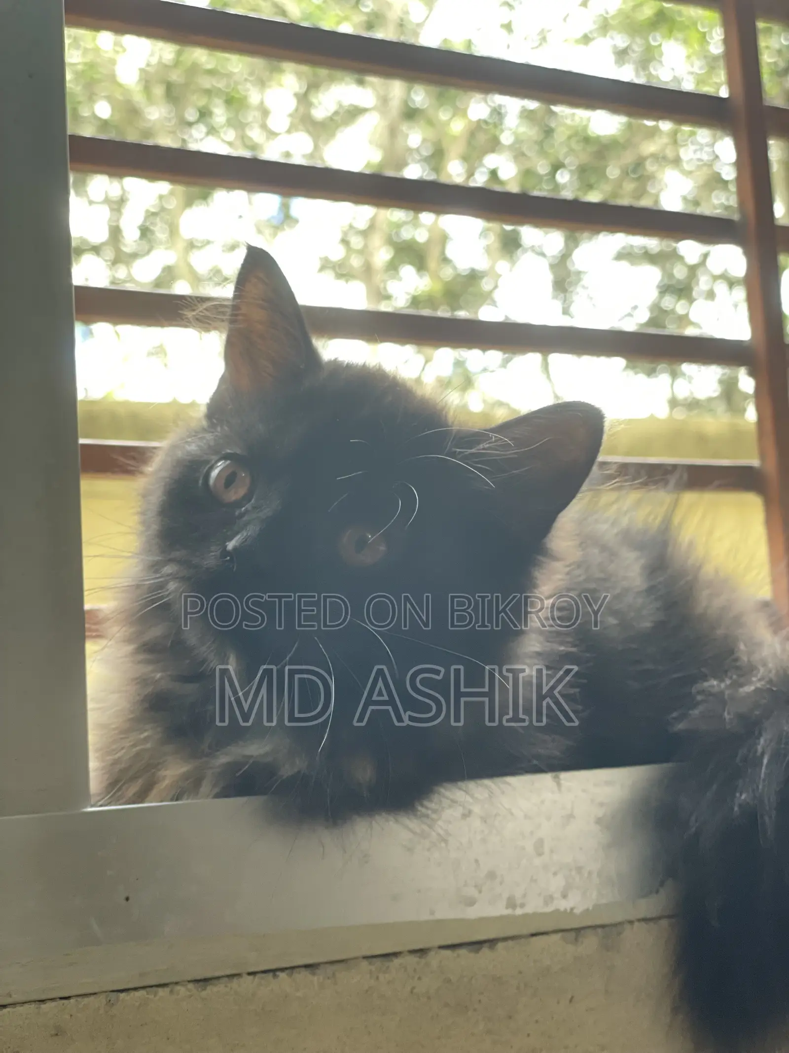 3-6 months Female Purebred Persian