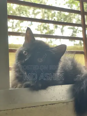 3-6 months Female Purebred Persian