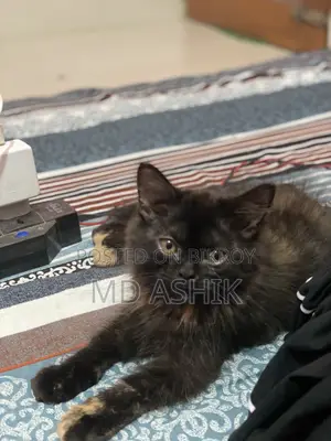 3-6 months Female Purebred Persian