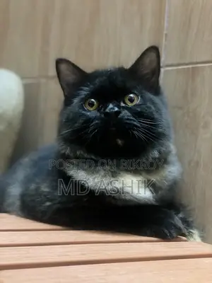 3-6 months Female Purebred Persian