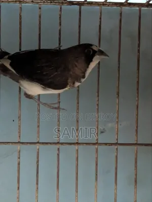 White Snow Finch Male and Bengali Finch Male