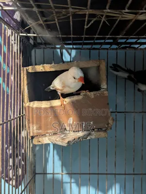 White Snow Finch Male and Bengali Finch Male