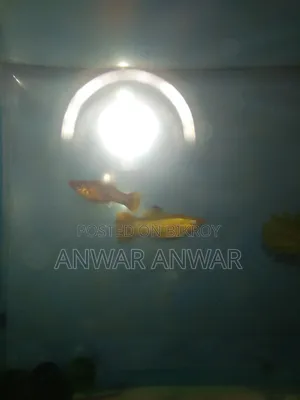 মাছ বিক্রি