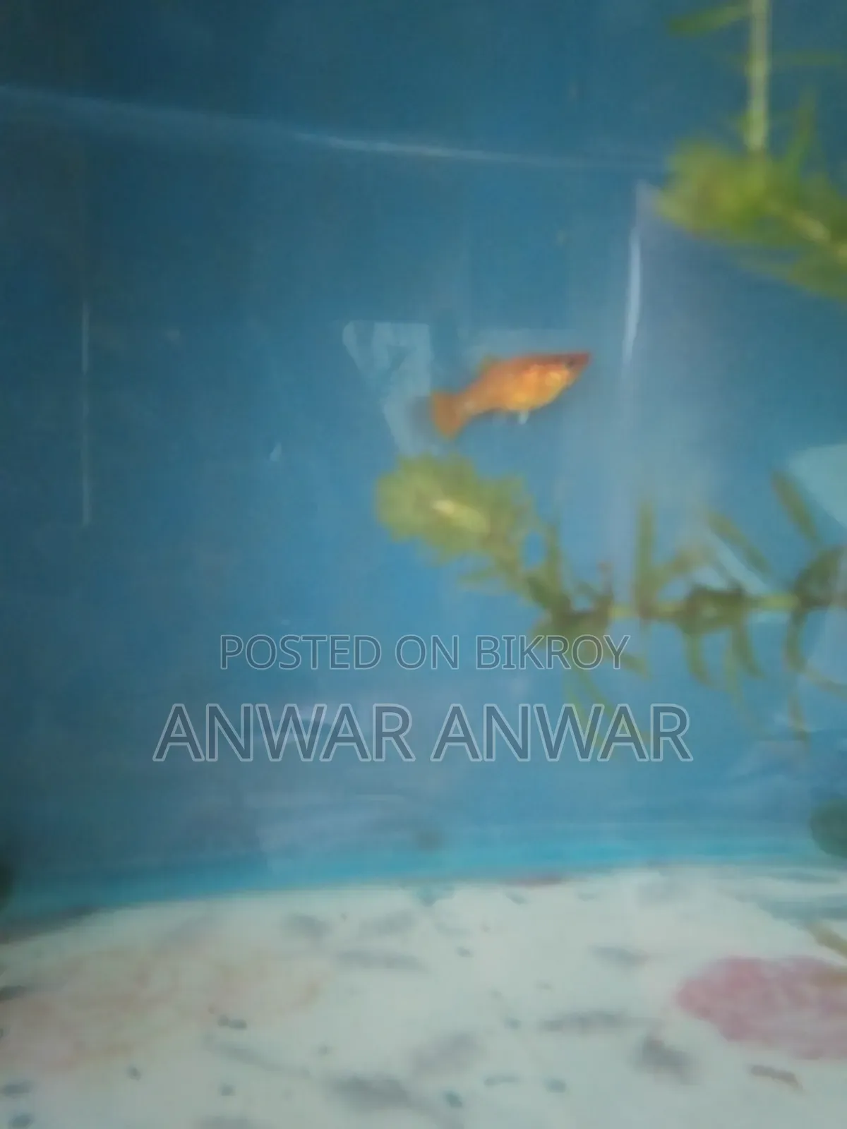 মাছ বিক্রি
