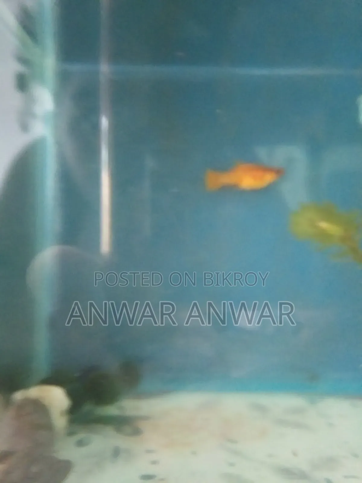 মাছ বিক্রি