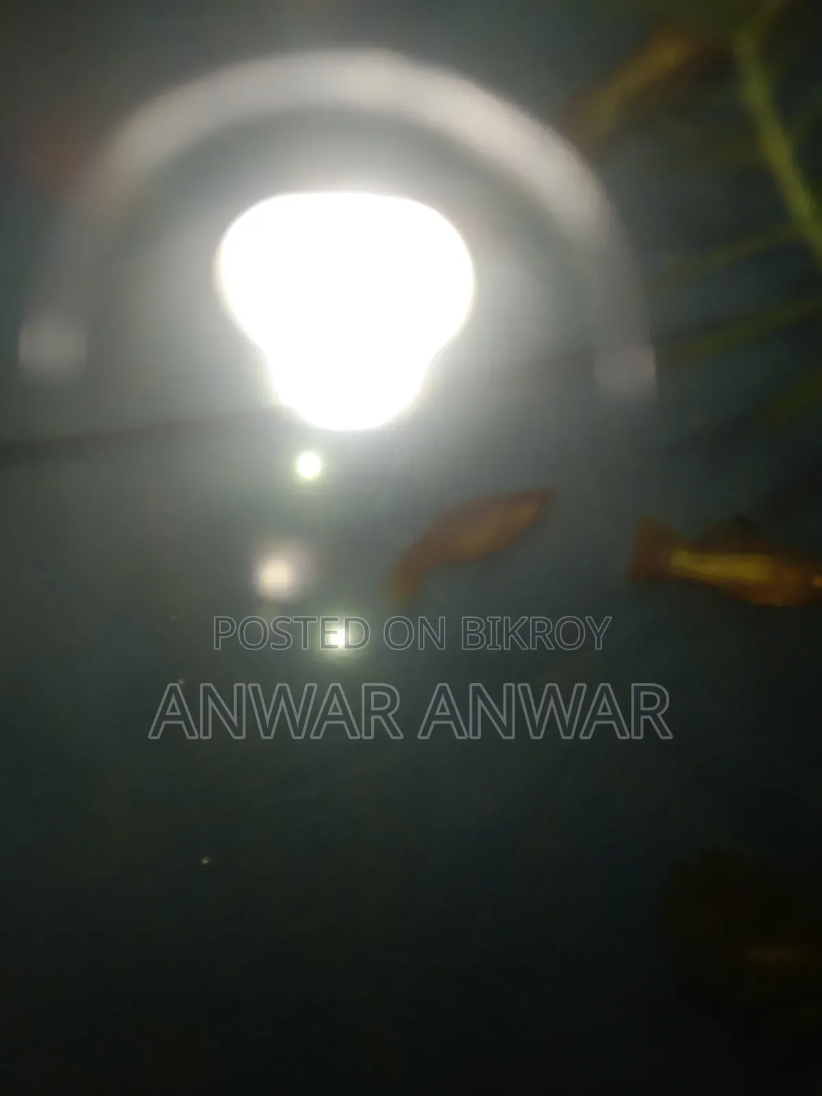 মাছ বিক্রি