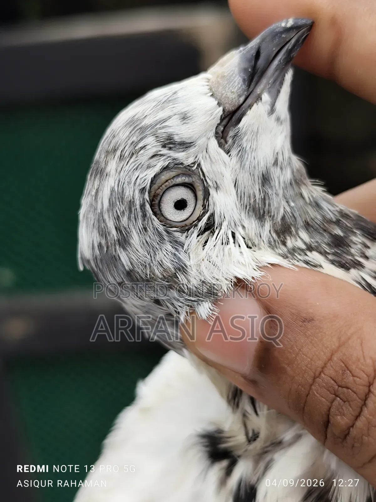 নর সেল হবে আর্জেন্ট