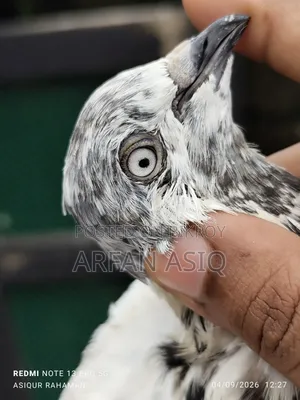 নর সেল হবে আর্জেন্ট