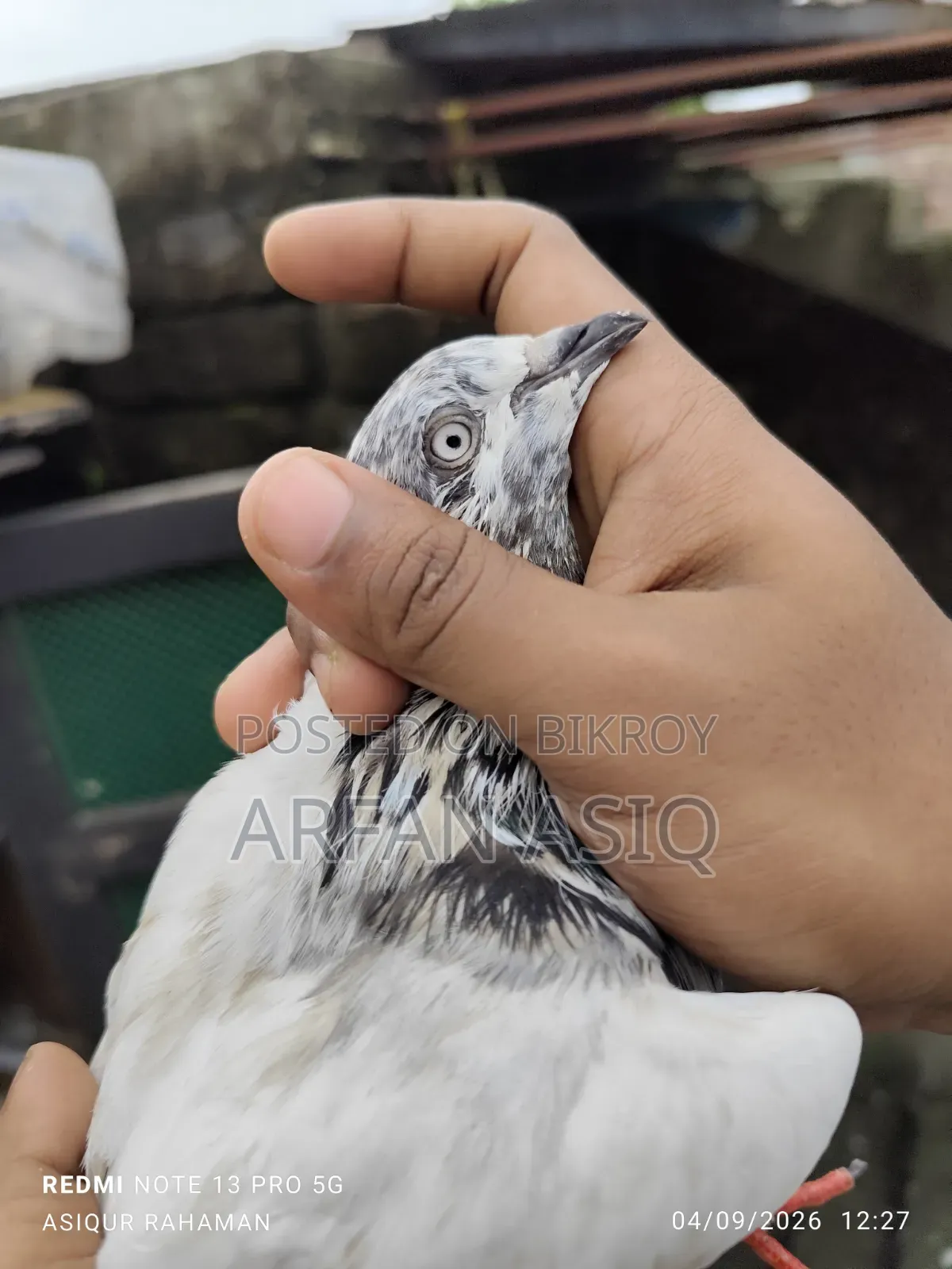 নর সেল হবে আর্জেন্ট