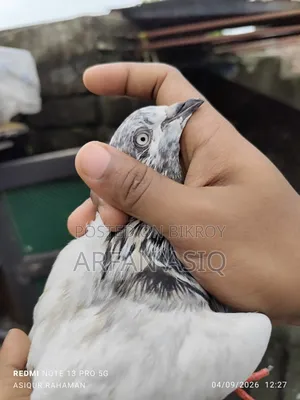 নর সেল হবে আর্জেন্ট