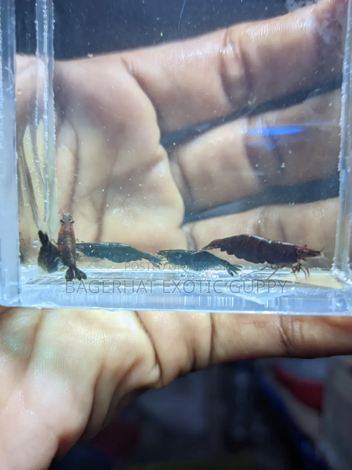 Black Shrimp