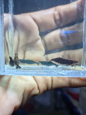 Black Shrimp