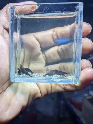 Black Shrimp