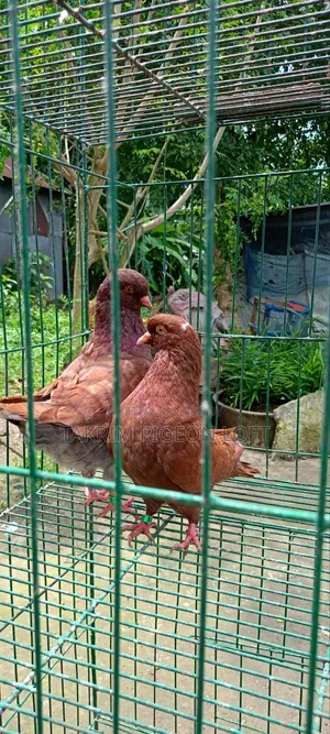 লাল শো কিং কবুতর