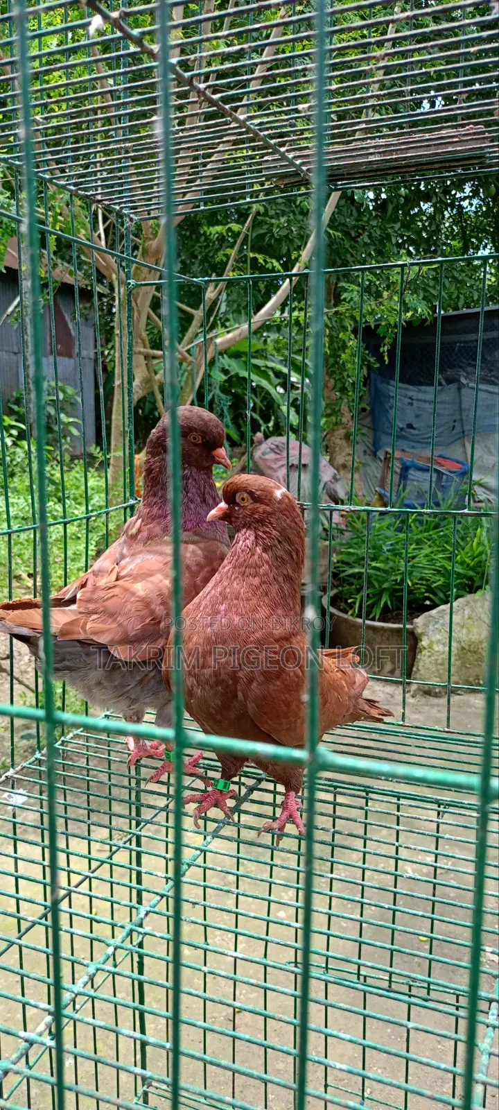 লাল শো কিং কবুতর