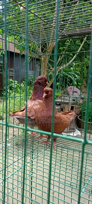লাল শো কিং কবুতর