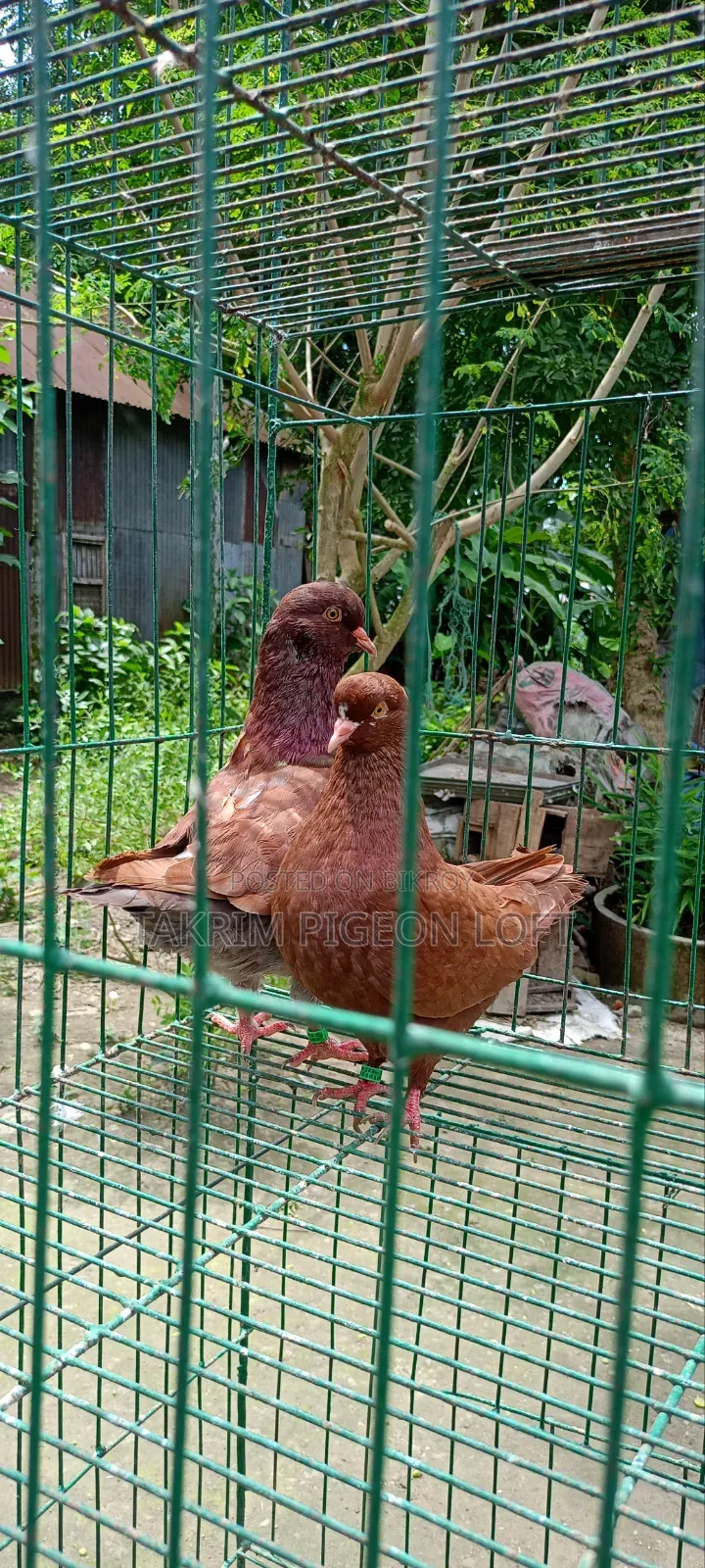 লাল শো কিং কবুতর