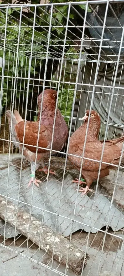 লাল শো কিং কবুতর