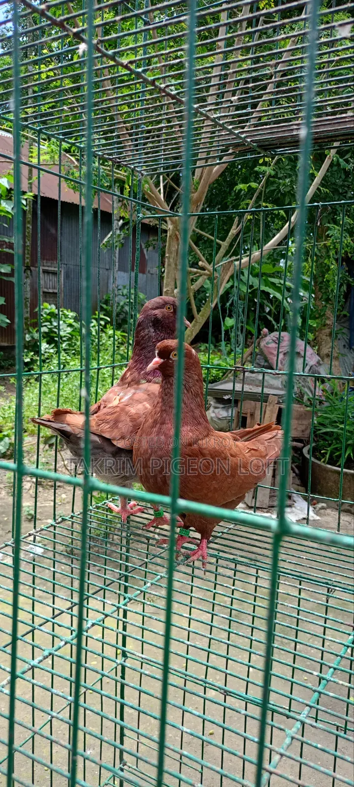 লাল শো কিং কবুতর