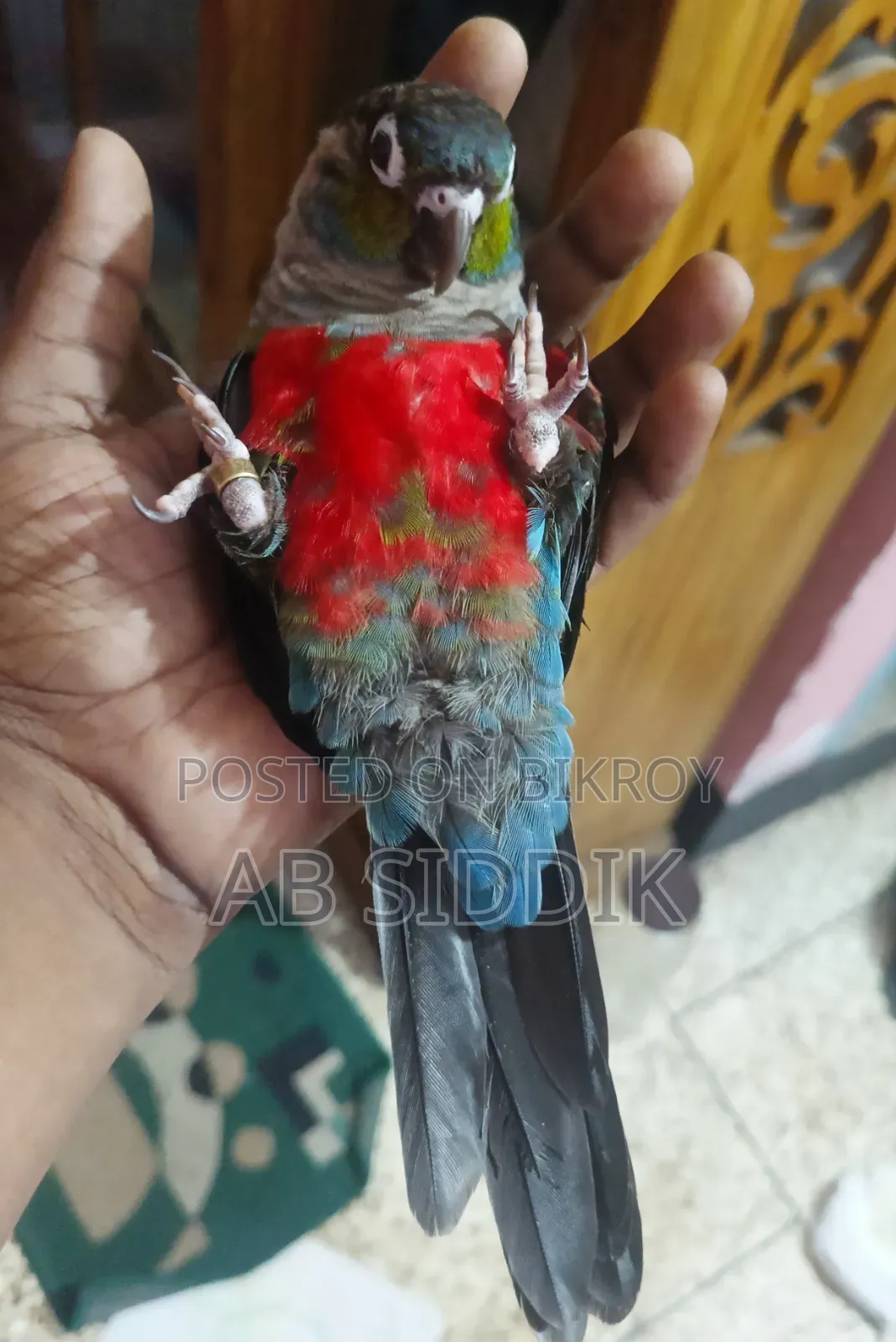 Crimson Red Bellied Conure Conure