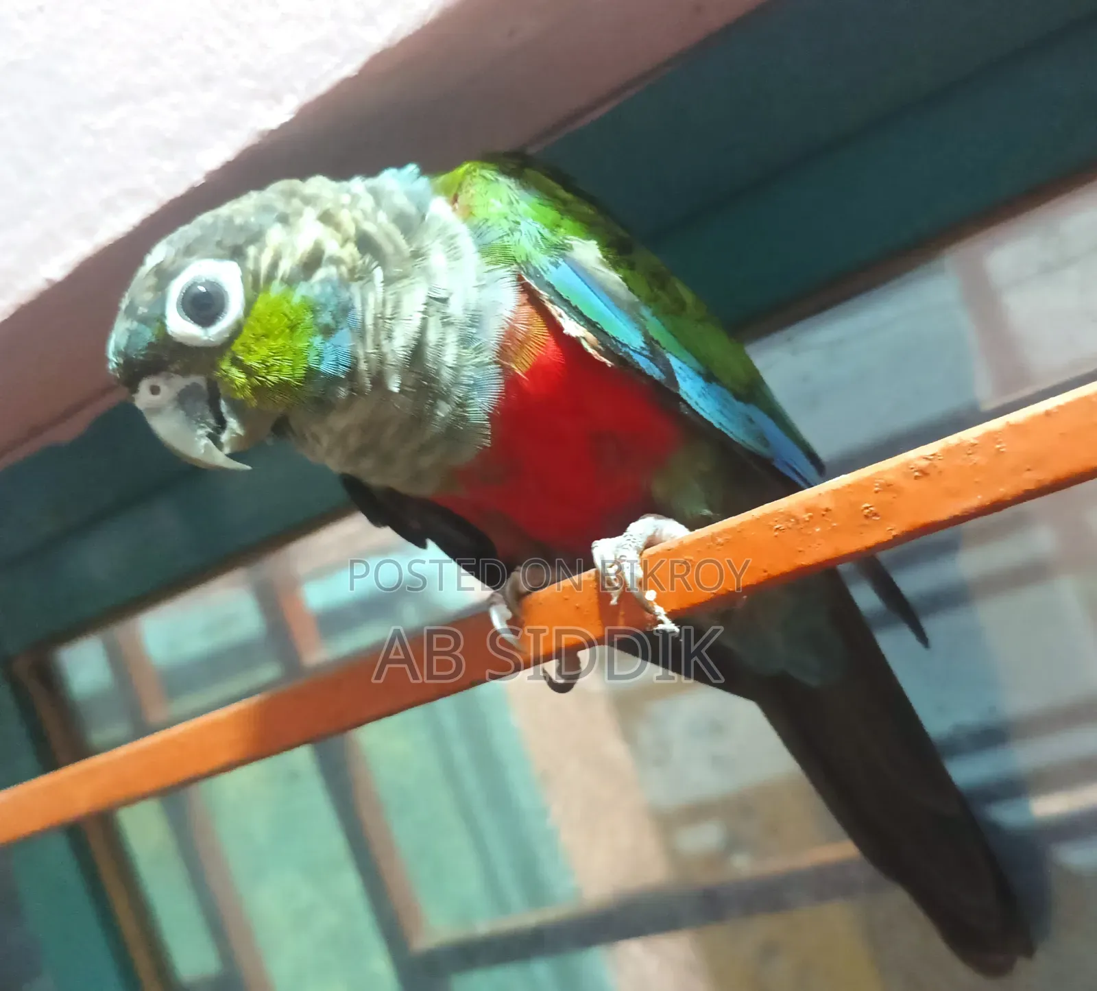 Crimson Red Bellied Conure Conure