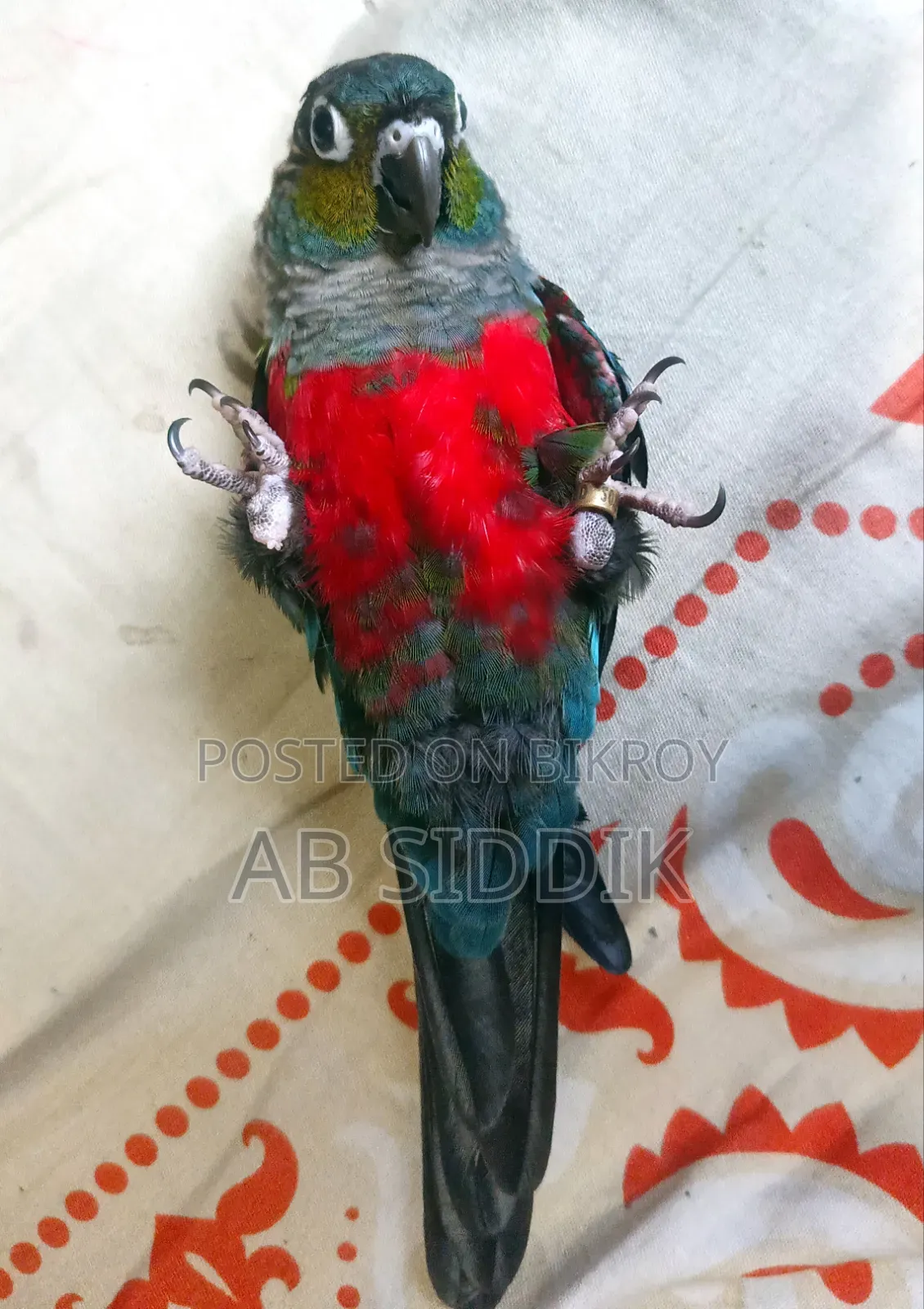 Crimson Red Bellied Conure Conure