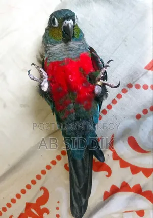 Crimson Red Bellied Conure Conure
