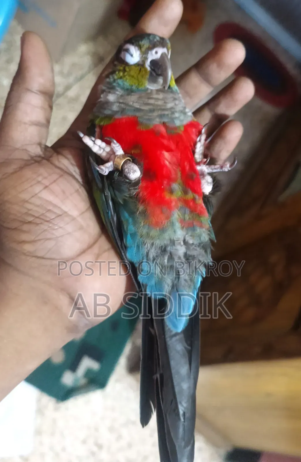 Crimson Red Bellied Conure Conure