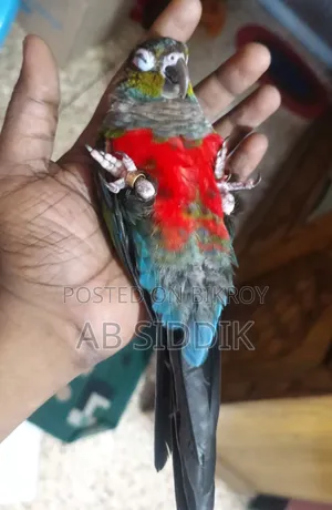 Crimson Red Bellied Conure Conure
