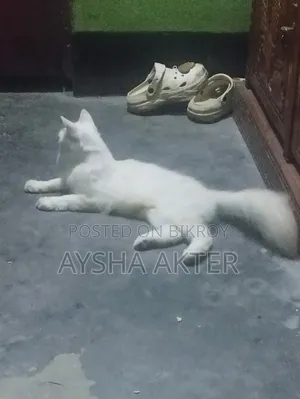3-6 months Female Purebred Persian